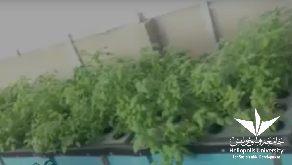 Aquaponics - Heliopolis University for Sustainable Development