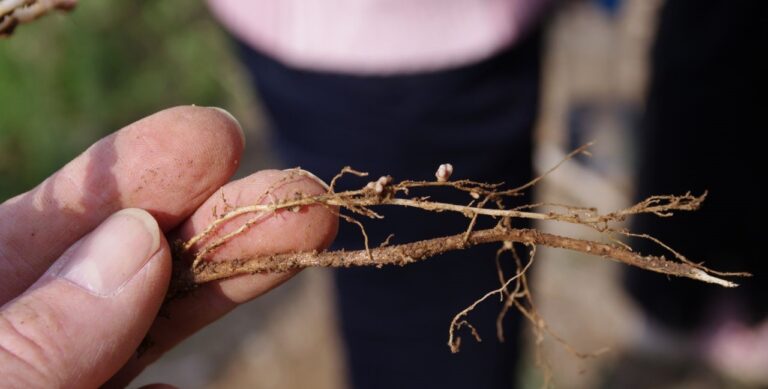 Biodynamic training - 2nd semester